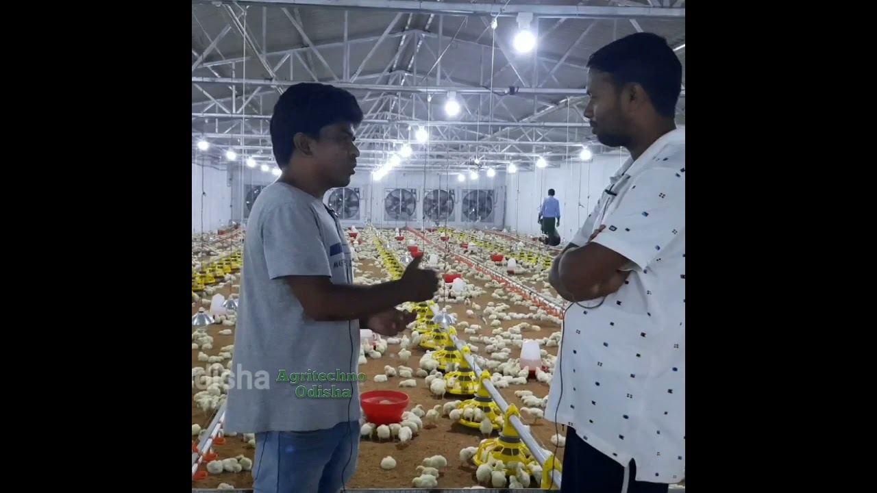 EC Poultry Farm Odisha//Poultry Vaccination Methods Odia In EC Poultry Farm// EC Farm House//