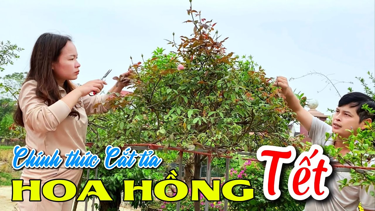 Chính thức cắt tỉa Hoa Hồng giúp nở vào dịp Tết âm lịch