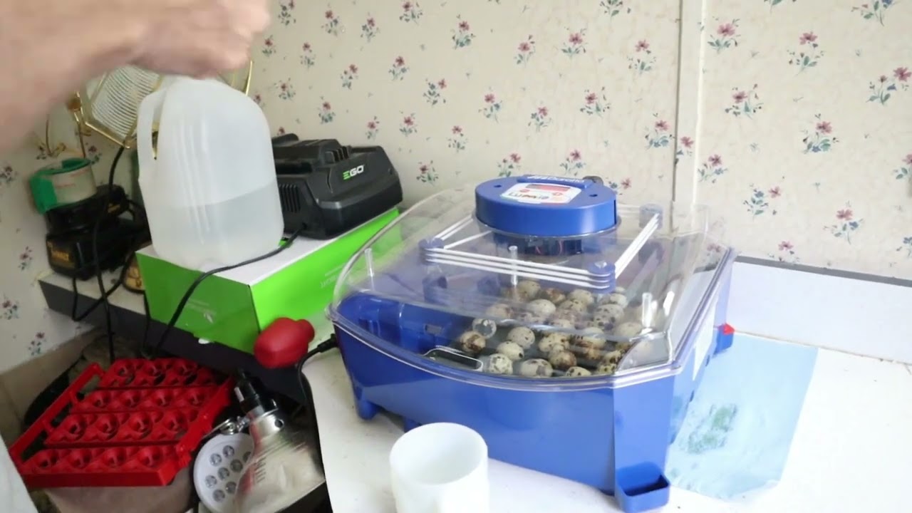 INCUBATING QUAIL EGGS USING BOROTTO LUMINA 16 INCUBATOR #quail #incubator #selfsufficientliving