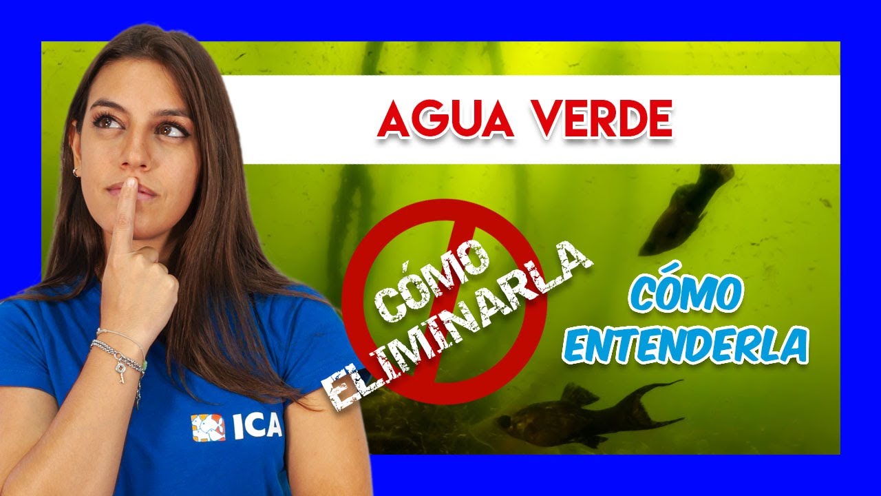 AGUA VERDE en el ACUARIO de agua dulce - Por qué aparece y cómo eliminarla ❌