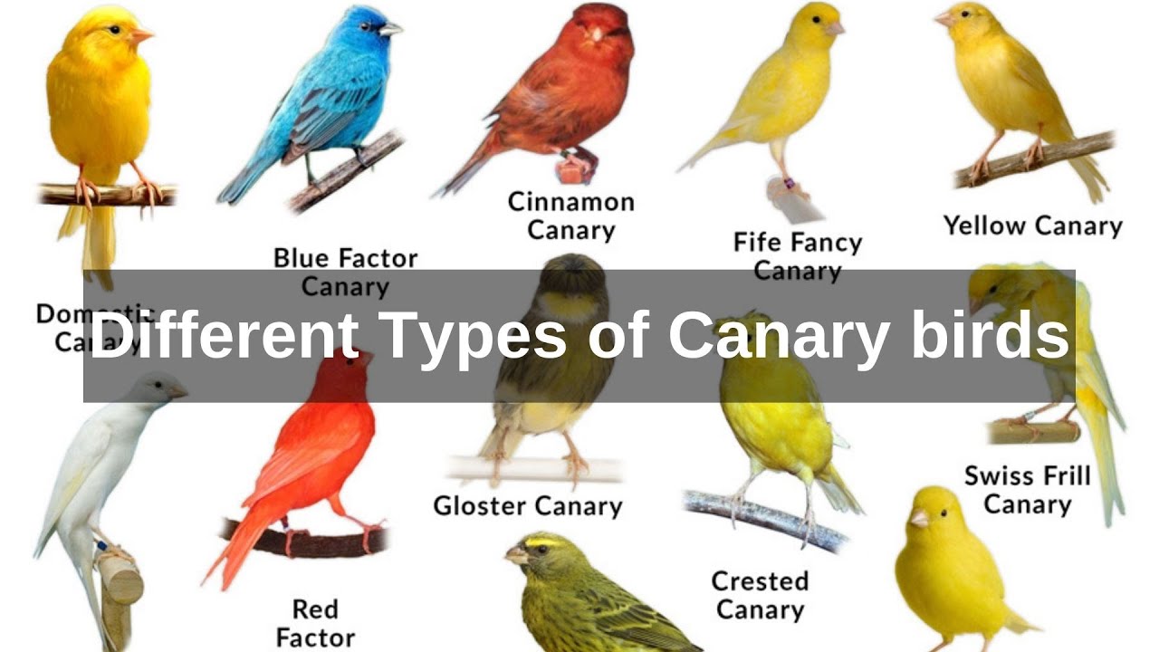 types of canaries different types of canary birds - domestic canary