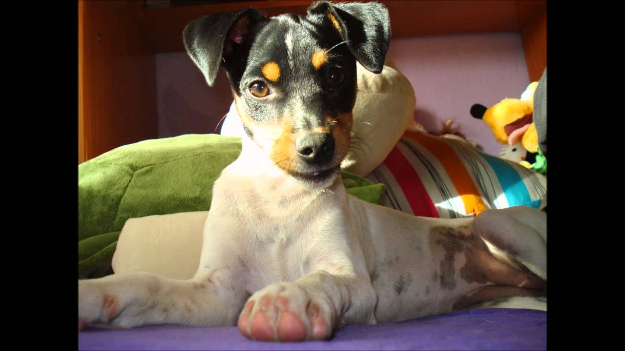 Maya Bodeguero Andaluz- RBA -1er Año de Vida