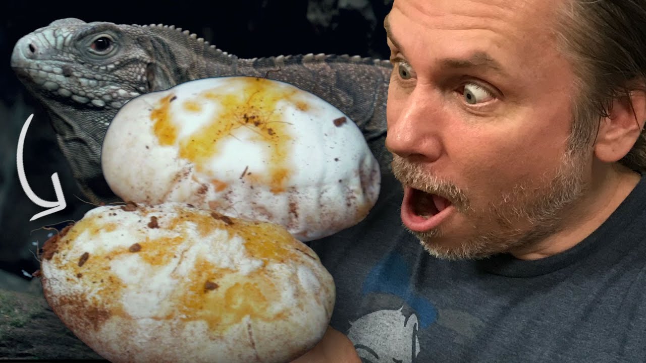MY IGUANA LAID EGGS!! I CAN'T BELIEVE IT!! | BRIAN BARCZYK