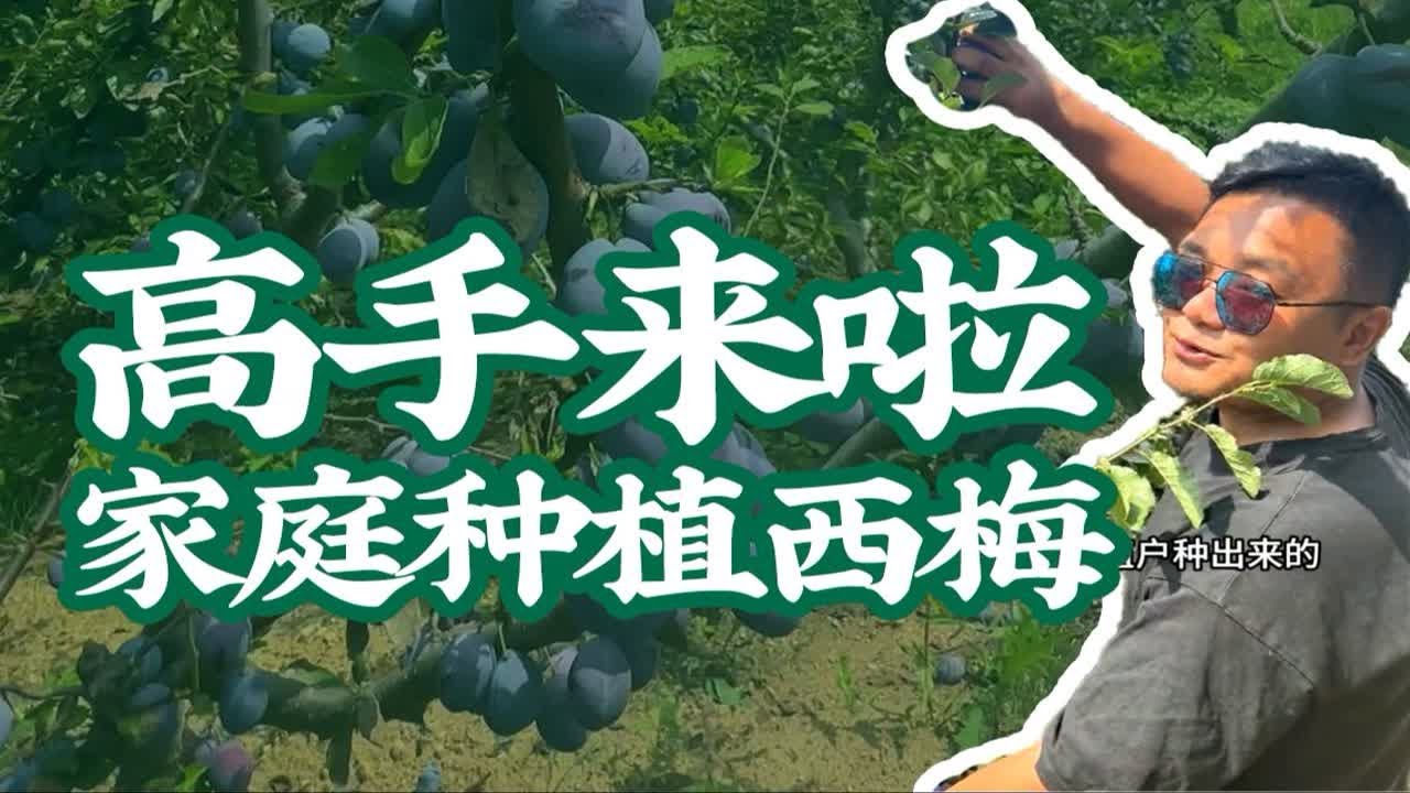 家庭种植户种出的大西梅，香甜大果馋得流口水！西梅苗果树苗家庭种植