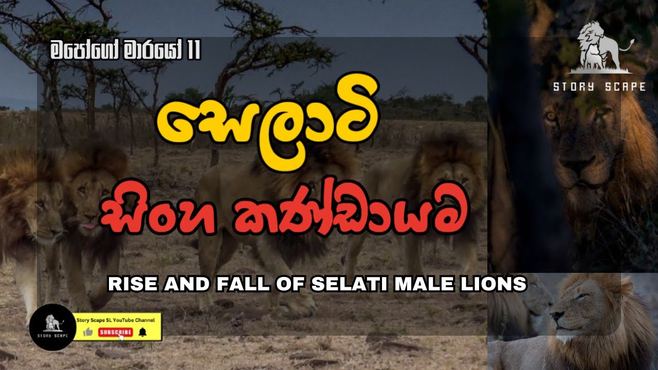මපෝගෝ මාරයෝ 2 - සෙලාටි සිංහ කණ්ඩායම / RISE AND FALL OF SELATI MALE LIONS  #mapogo #lioncoalition