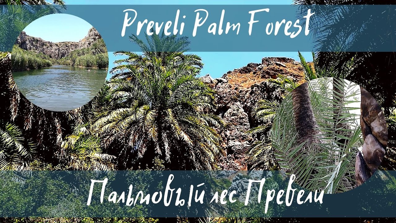 Пальмовый лес Превели. Preveli Palm Forest. - Клуб путешествий
