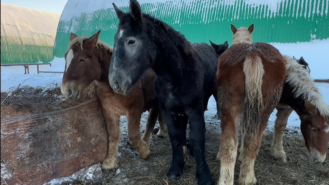 Тяжеловозы Татарстана