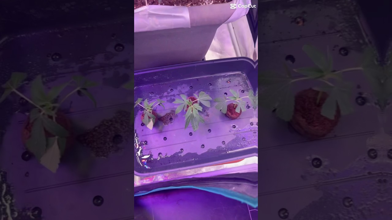 Update  und Stecklinge #indoor #grow#420 #plants #cannabiseducation #weed  #rastafari #growyourown