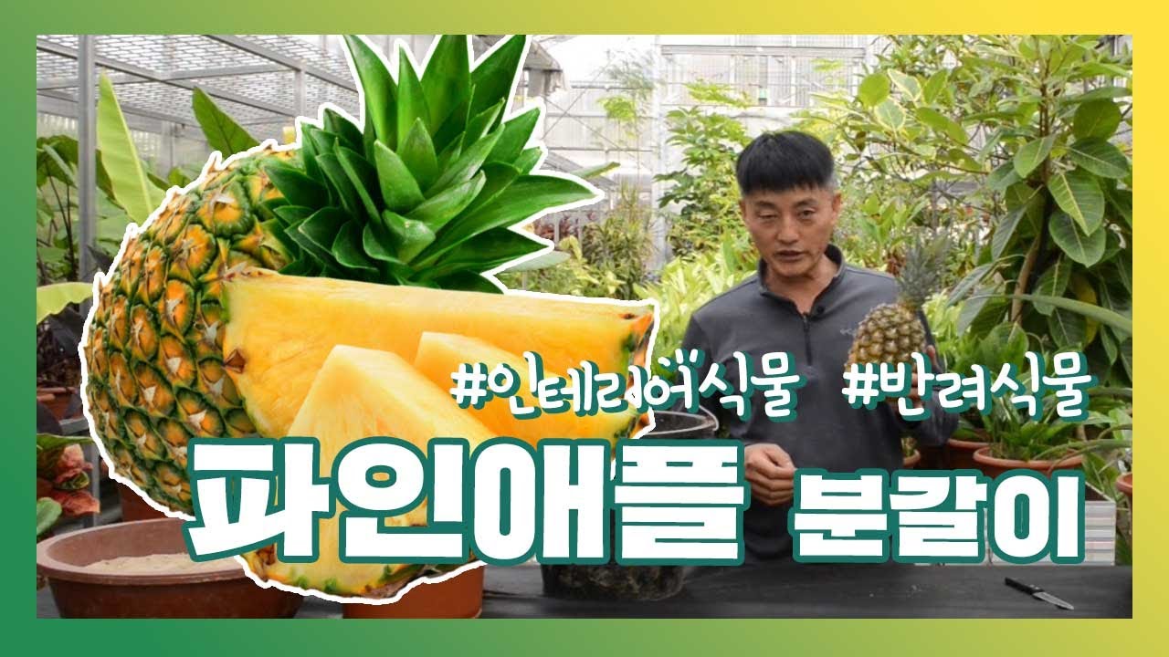 [국립생태원] 오~하르방과 함께하는 반려식물_파인애플 키우기