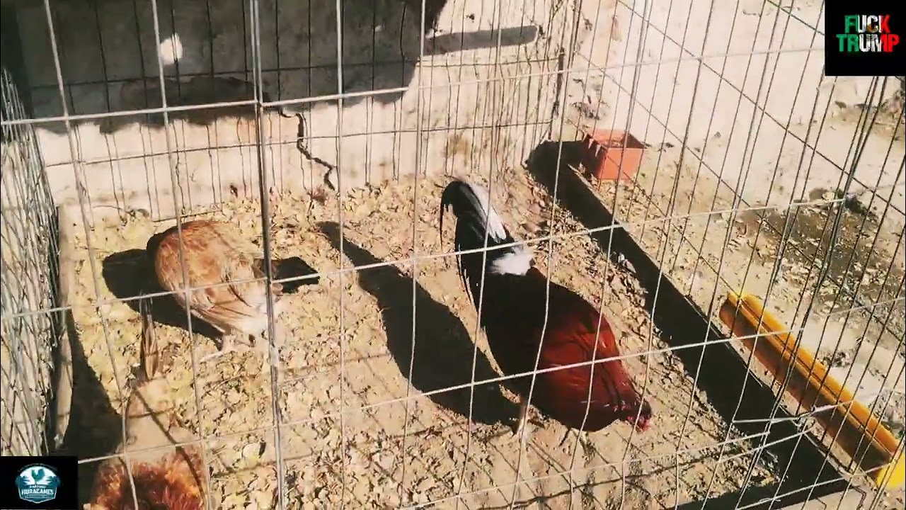 Sangre Mazatleca, Territorio Huracanes Rancho La Palma Viva México!
