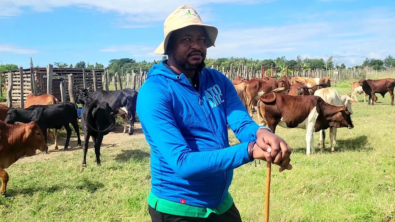 Sahiwals . The best cattle breed for the ASALs with high milk production potential.
