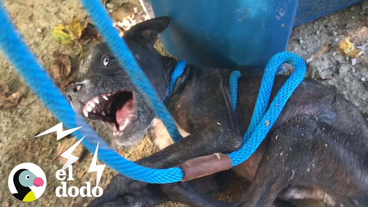 Perrito aterrado por fin recibe el amor que merece | El Dodo
