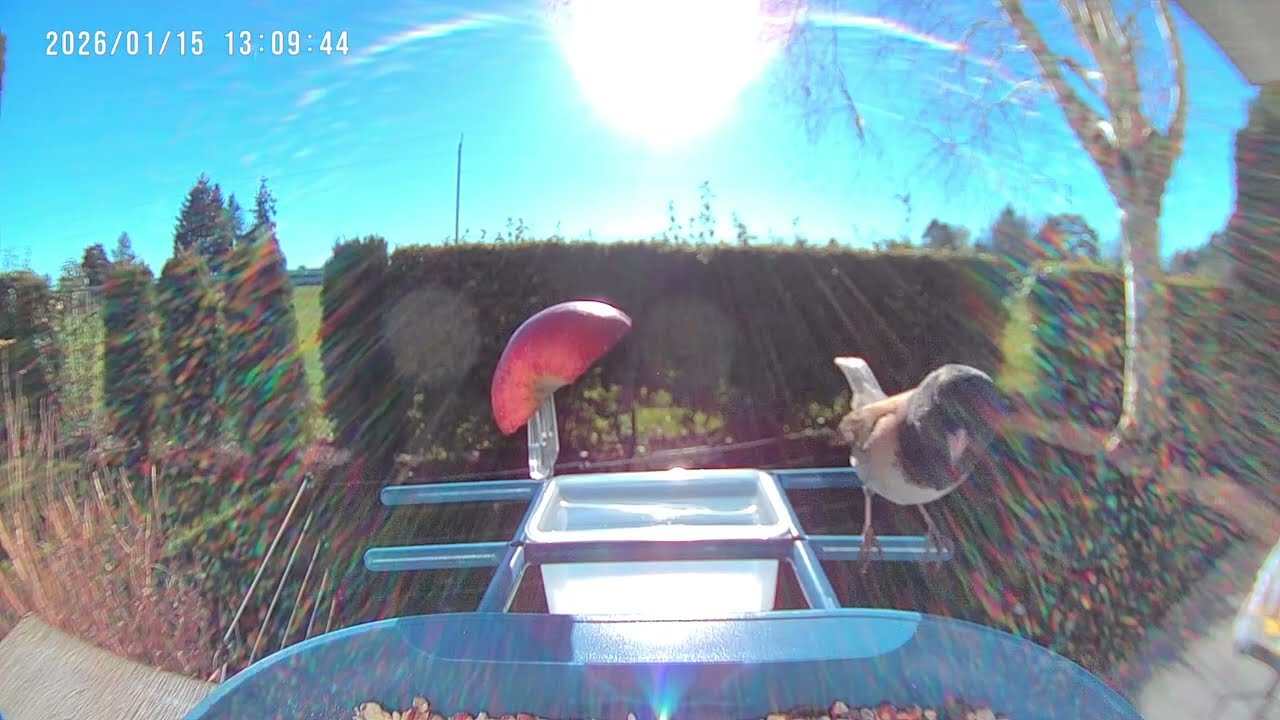 First Birds to Visit our New Birdfeeder