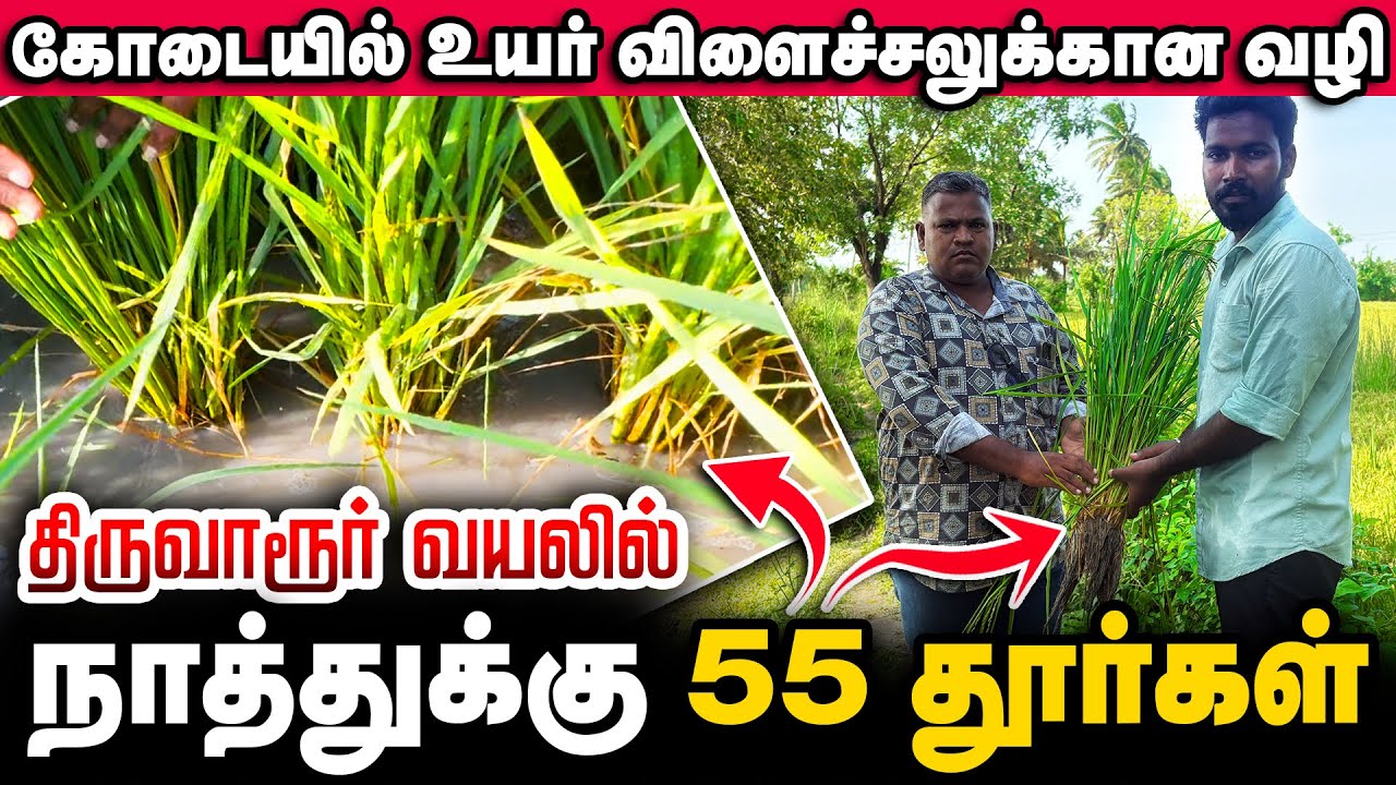 தூர்கட்டுவதை அதிகப்படுத்த என்ன செய்ய வேண்டும் - திருவாரூர் விவசாயின் அனுபவம்