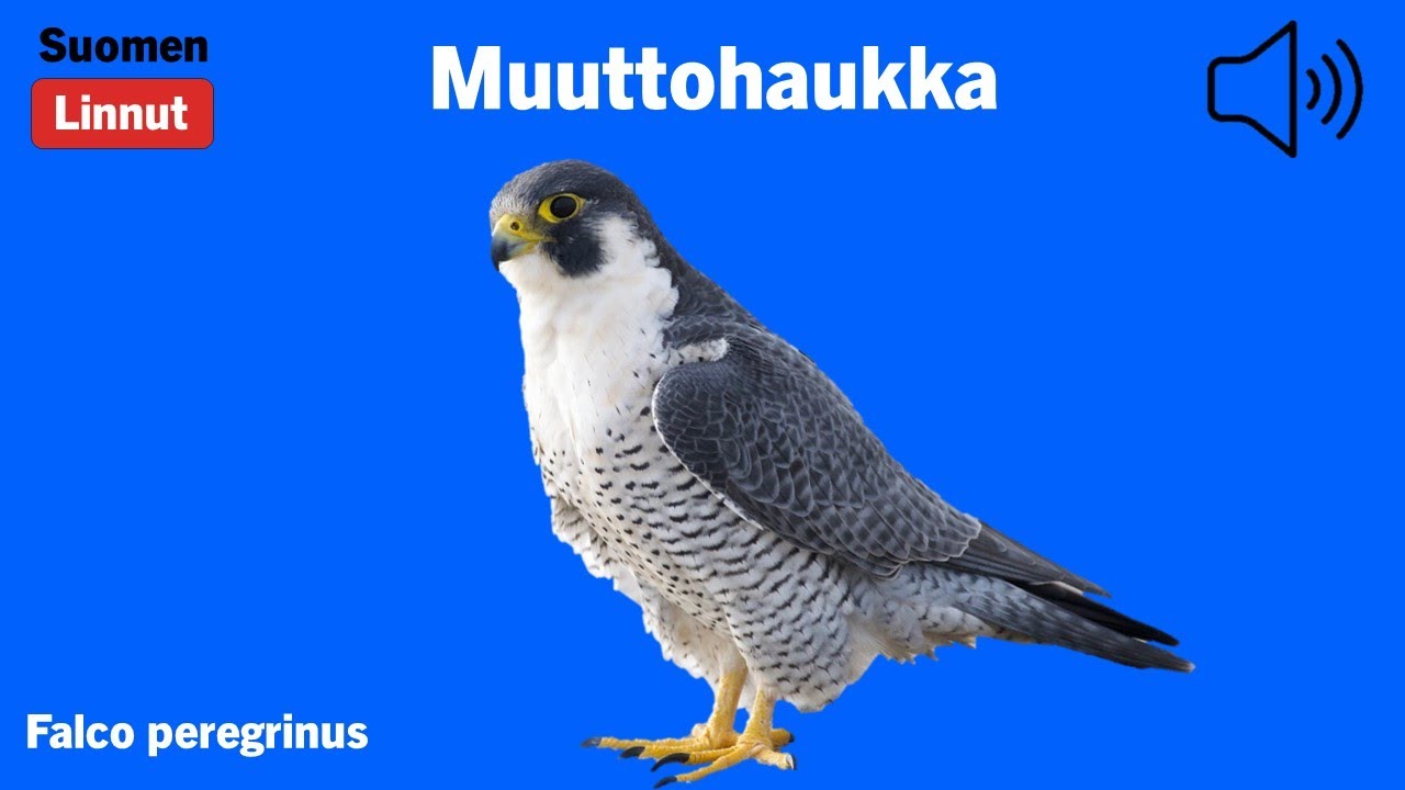 Muuttohaukka - Falco peregrinus - Peregrine Falcon - pilgrimsfalk - FALPER