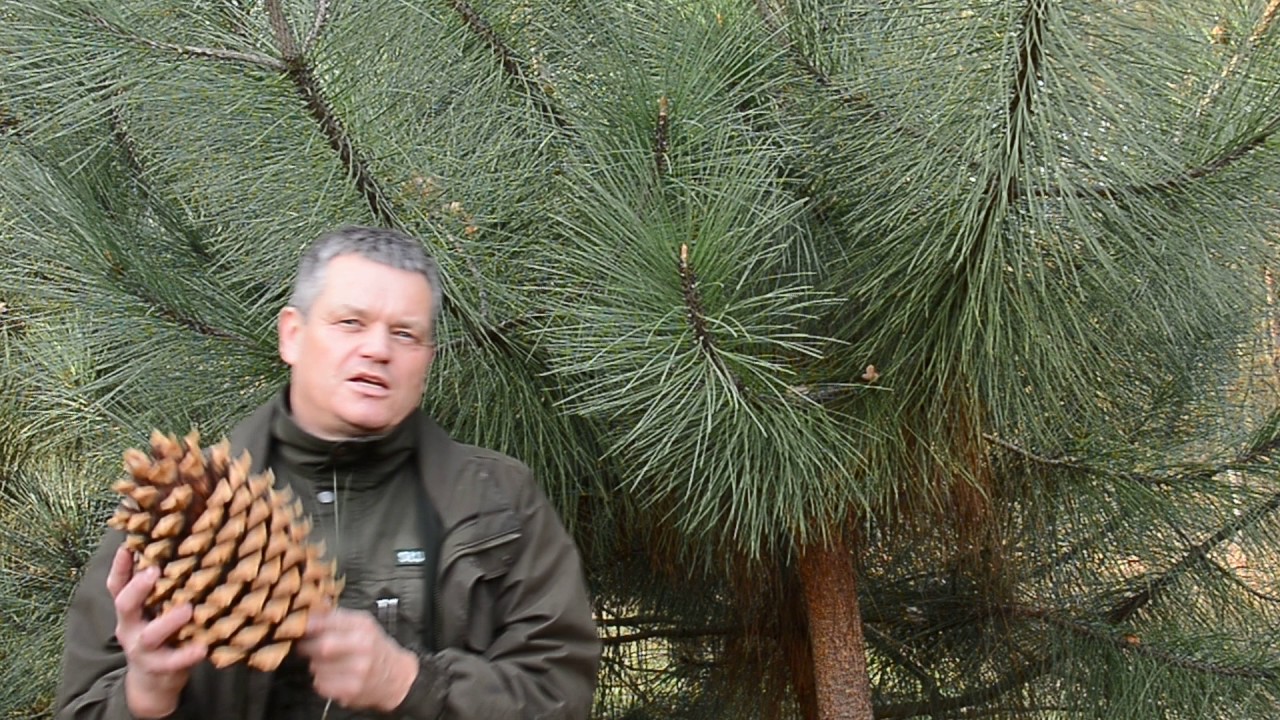 Sosny – drzewa niezwykłe. Odcinek 5.