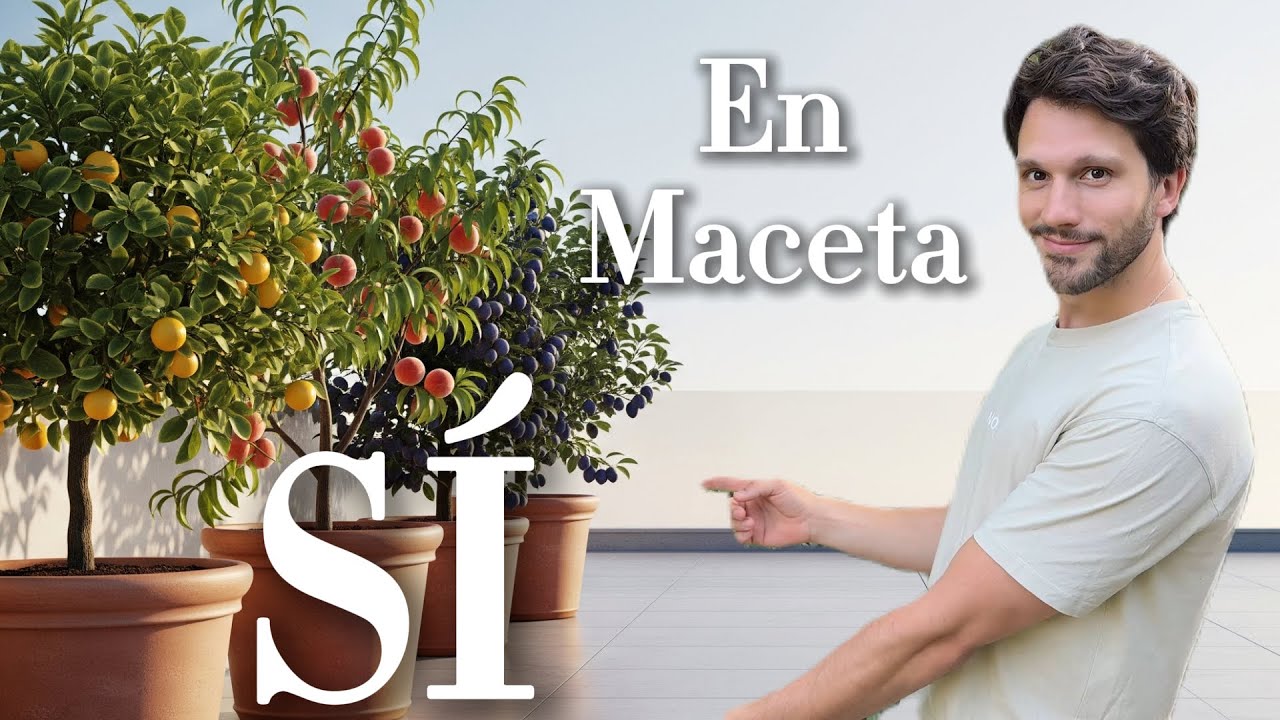TOP 10 Frutales en Maceta Resistentes al Sol