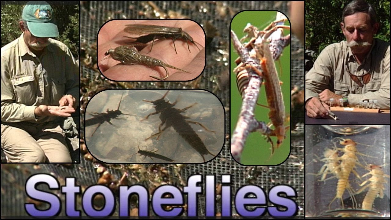 Stoneflies, a Fly Fiishers Entomology