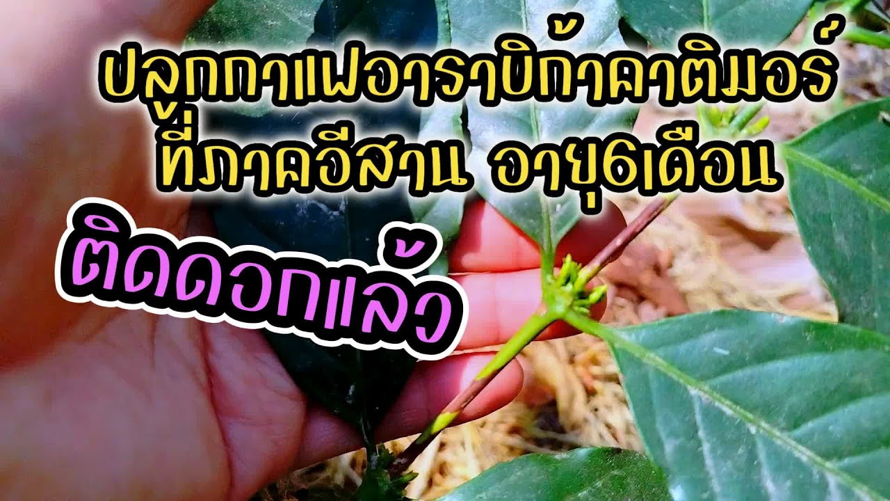 ปลูกกาแฟอาราบิก้าคาติมอร์ที่ภาคอีสานอายุ6เดือน#ปลูกกาแฟอาราบิก้าที่ภาคอีสาน #คาติมอร์ #อาราบิก้า