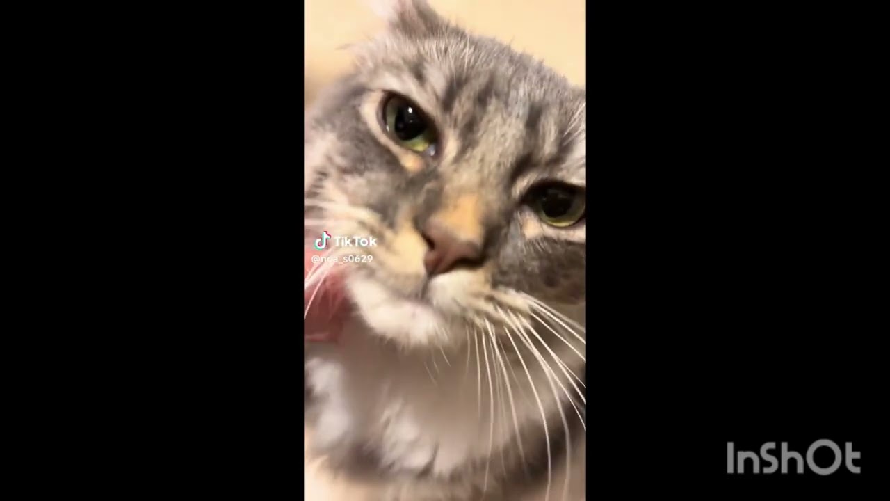 甘えん坊の猫ちゃん😺