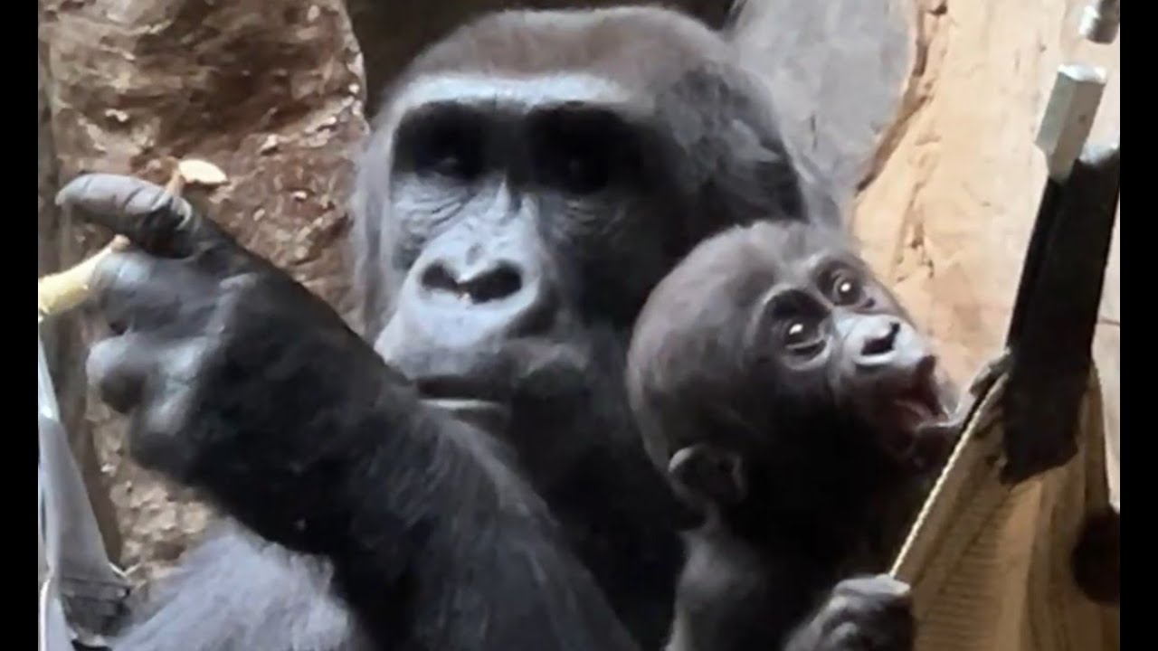 Детеныш гориллы Кунда со своей мамой #clemetzoo