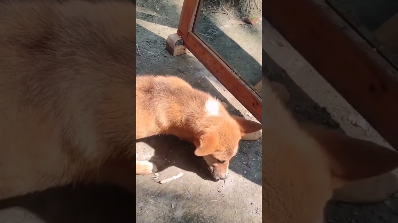 funny mirror prank on dog 😂