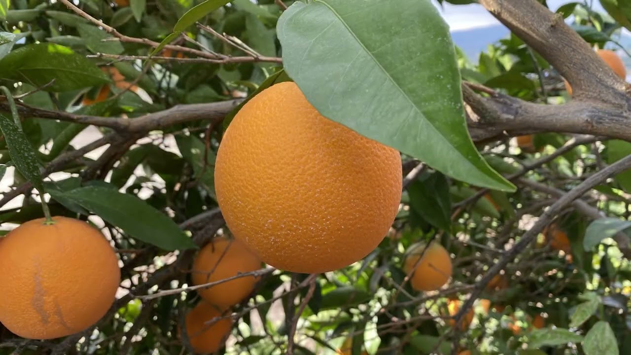 Producción de naranjas en el Condado de Tulare