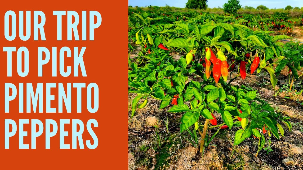 OUR TRIP TO A PIMENTO FIELD- WE ARE GOING TO PICK SOME PEPPERS