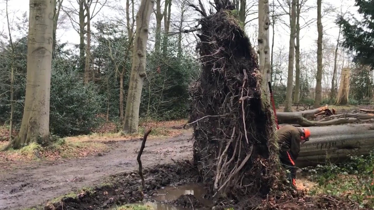 Houthakken Nieuw Leeuwenhorst