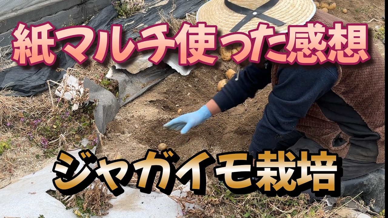 紙マルチ使って5ヶ月後の真冬の秋じゃが収穫