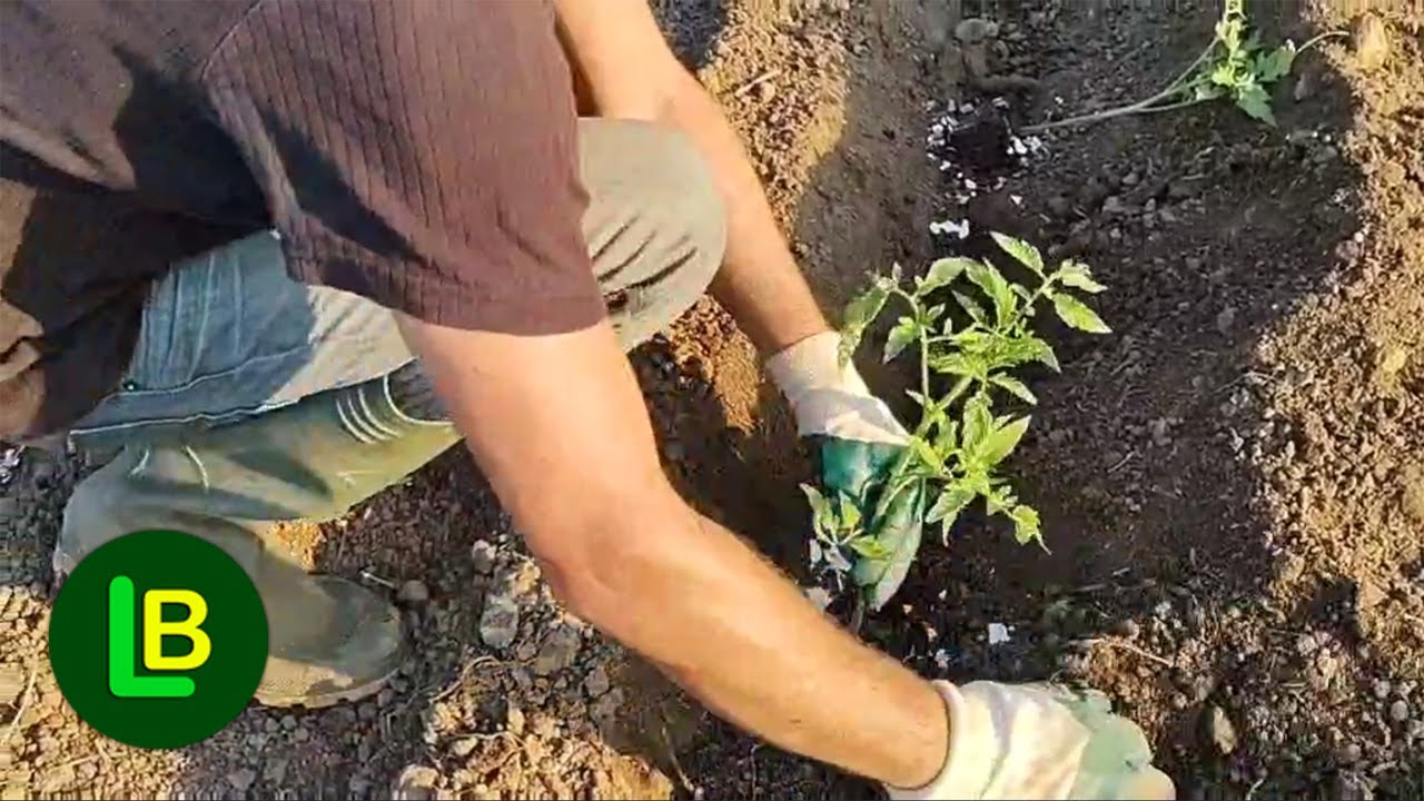 Никогда не сажайте помидоры без этого и вы удвоите урожай томатов