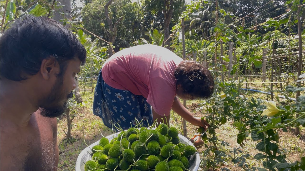 තුබ කරවිල කඩපු තුන්වෙනි මුරයේ අස්වැන්න
