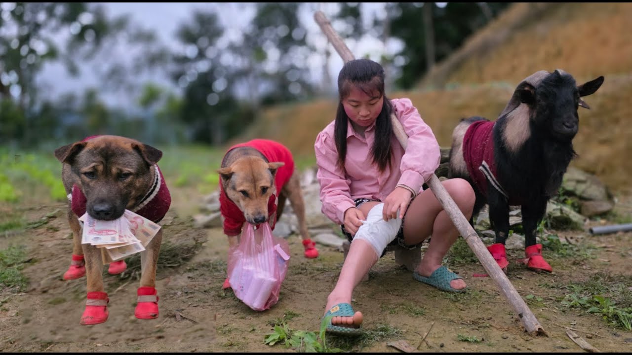 When dogs and goats share the burden with a Vietnamese girl - ha thi muon