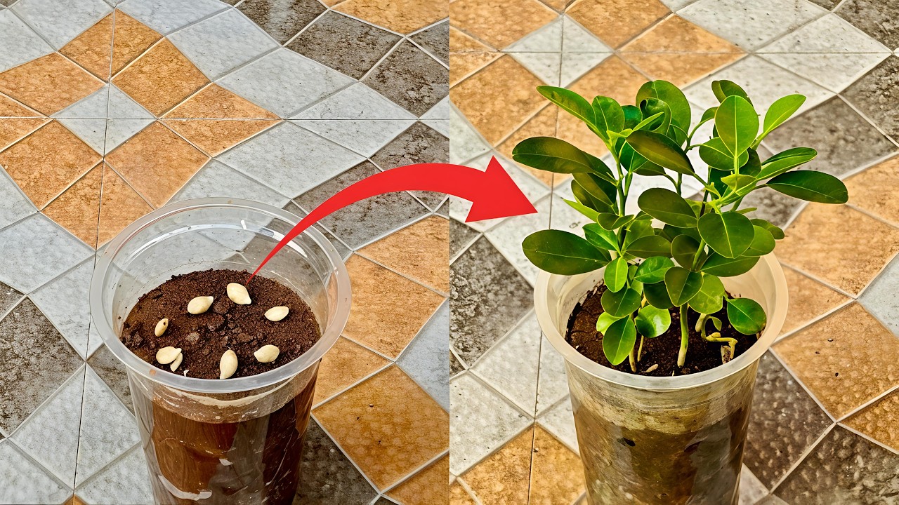 How to Grow Lemon Tree from Seed | 100% Success|#lemon #lemontree #lemonfromseed #plantpropagation