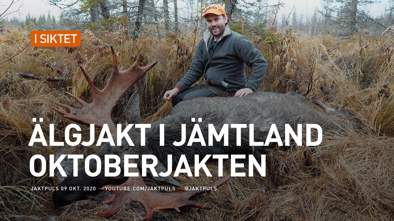 &Auml;lgjakt i j&auml;mtland - Oktoberjakten