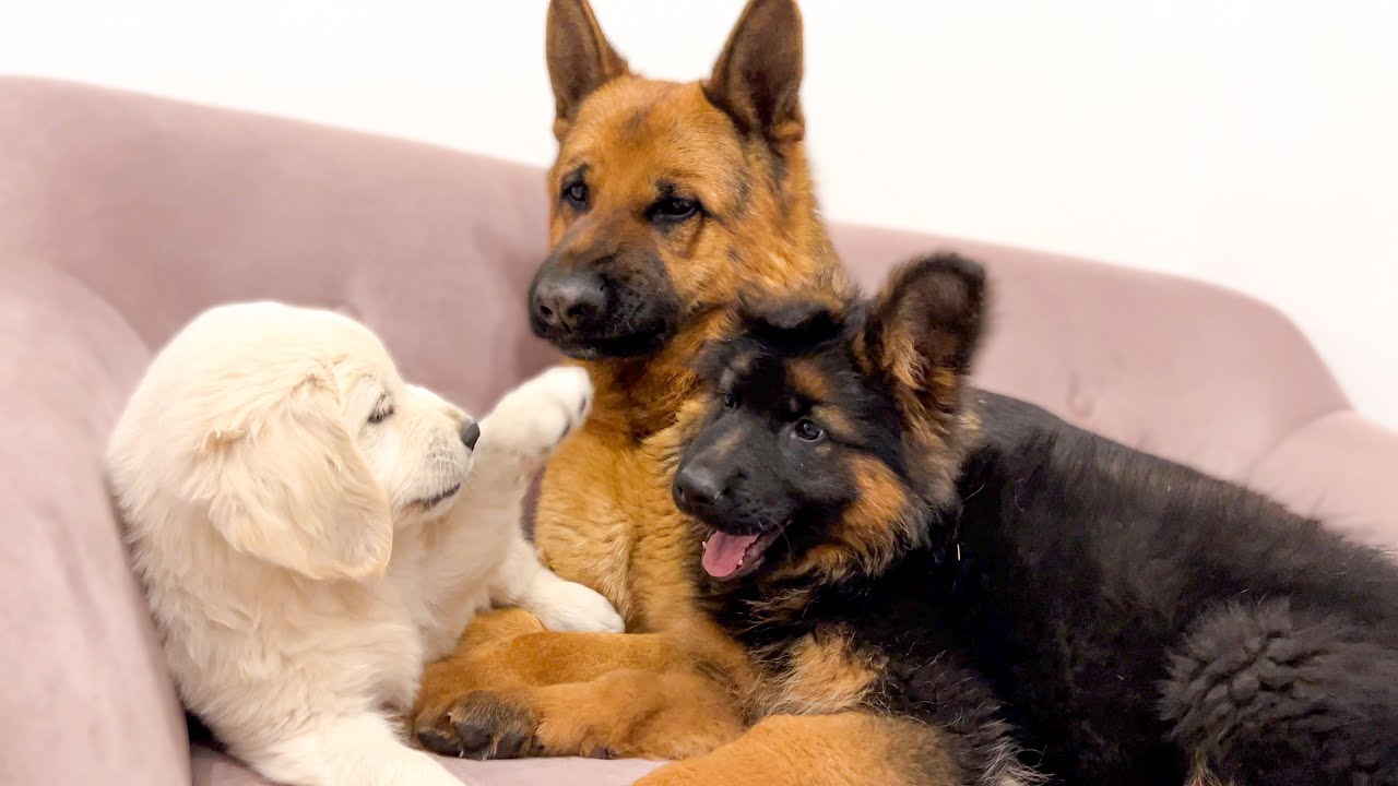 German Shepherd Reaction to Puppies Playing