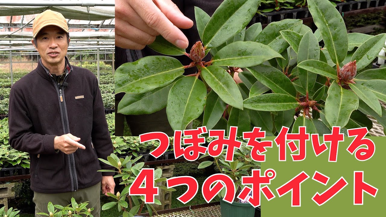 【シャクナゲ】つぼみを付ける4つのポイント【赤塚植物園農場だより】