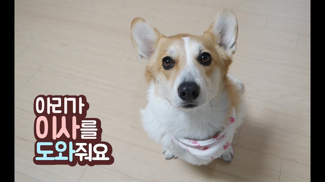이사도와주는 강아지?! 아리는 열일중🐶ㅣ천재코기ㅣ아리ㅣ아리둥절