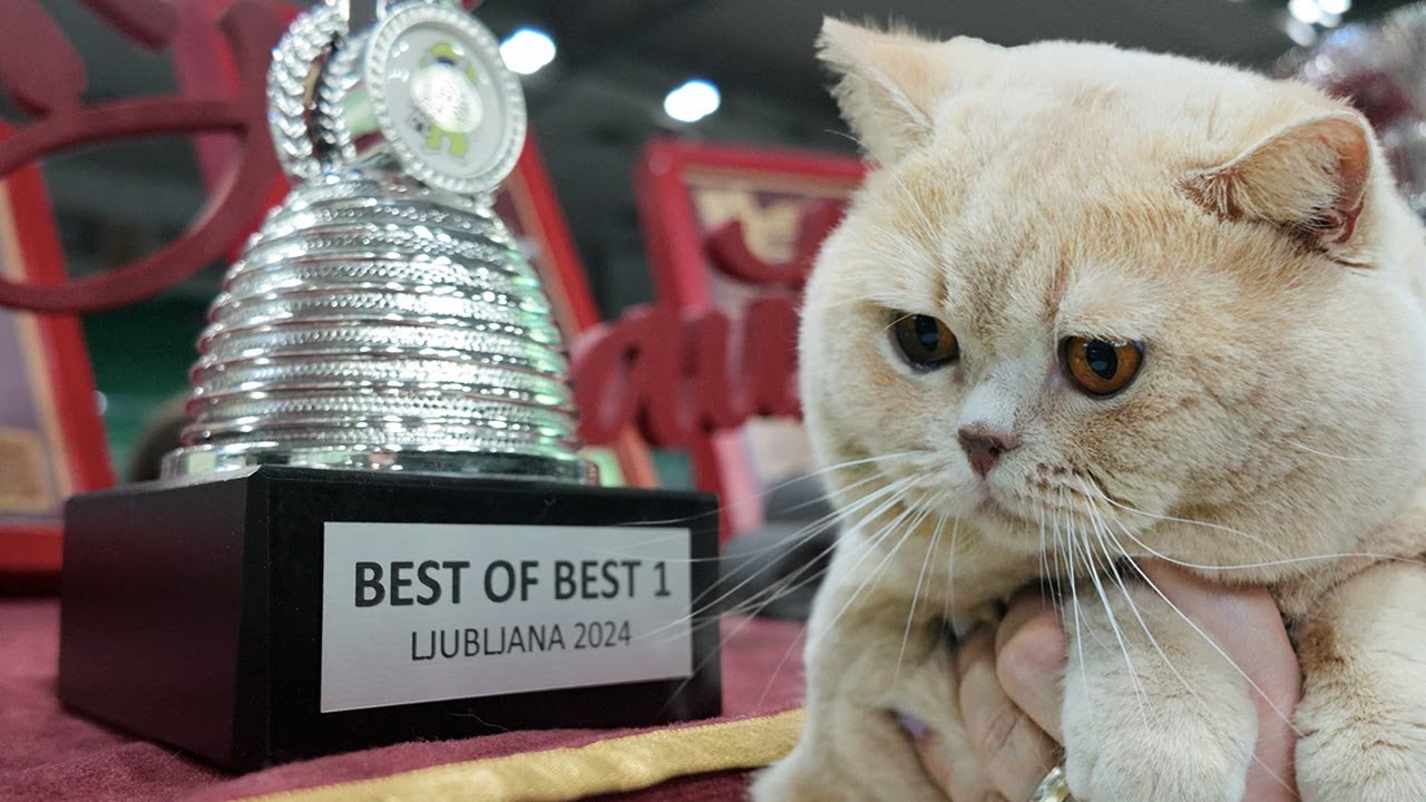 Cat Show: The British Shorthair that Won Best in Show
