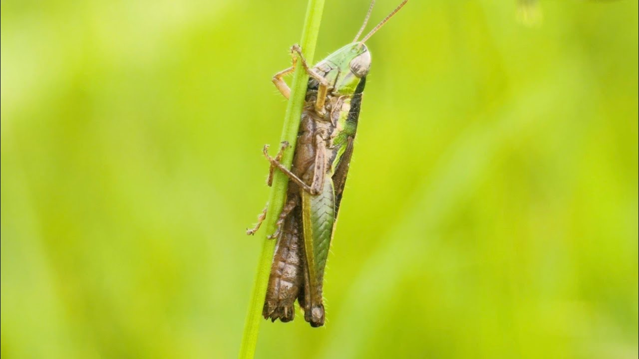 Macro Insect World | Grasshopper, Mantis and Rice Field Bugs - Relax with nature