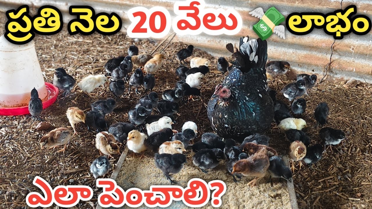 natu kollu farming telugu 🐓 20,000Rs per month 