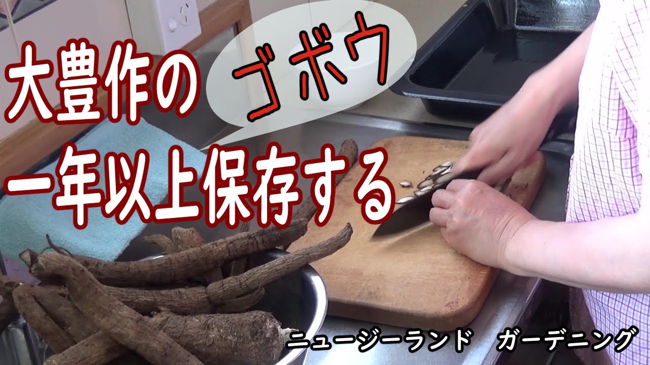 大豊作のゴボウを一年以上保存する方法。