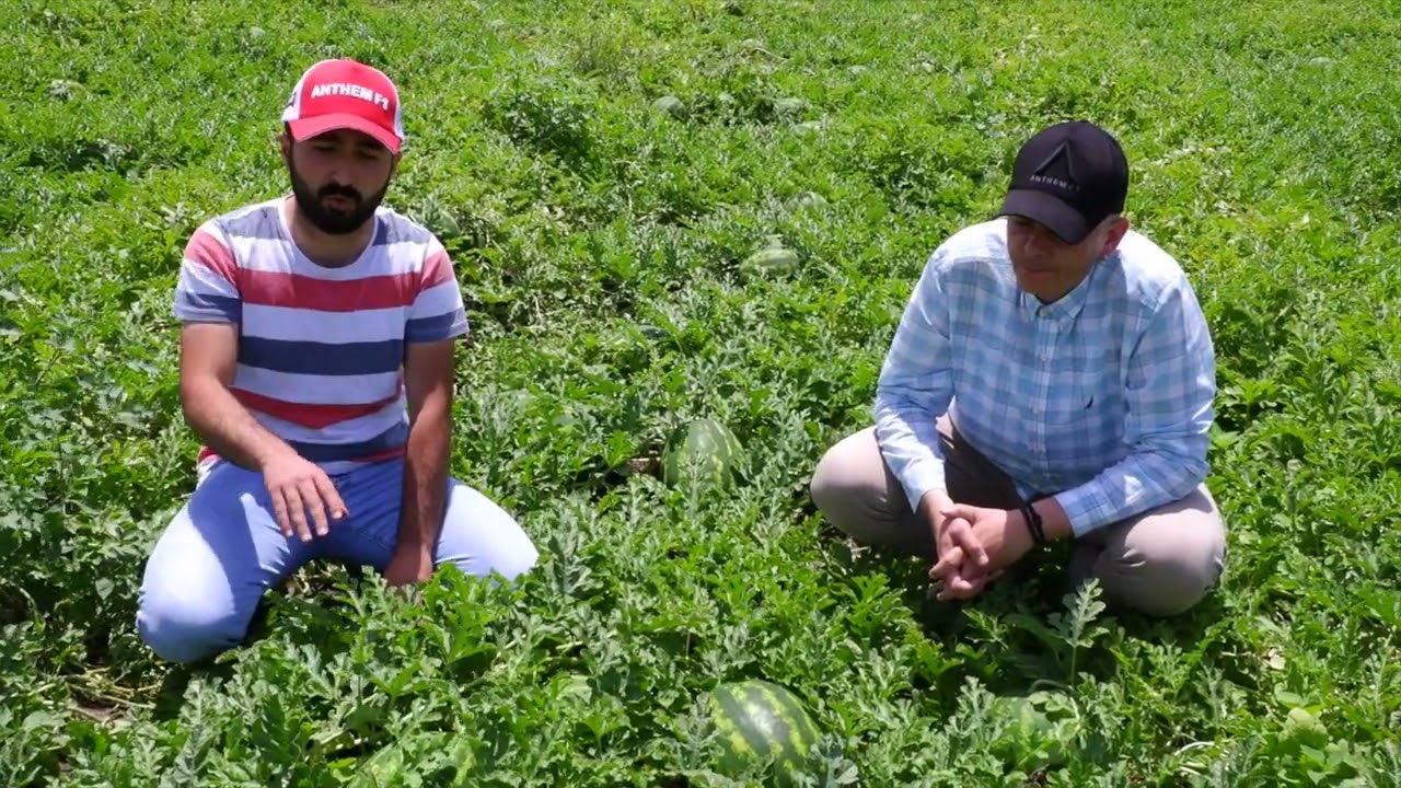 ANTHEM F1 Karpuz çeşidimiz Adana bölgesinde her yerde. @poltartarim