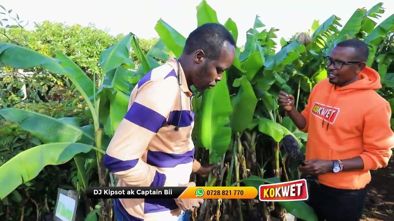 Bananas vs. Maize: The Future of Food Security in the Rift Valley - Onesmus Ngetich