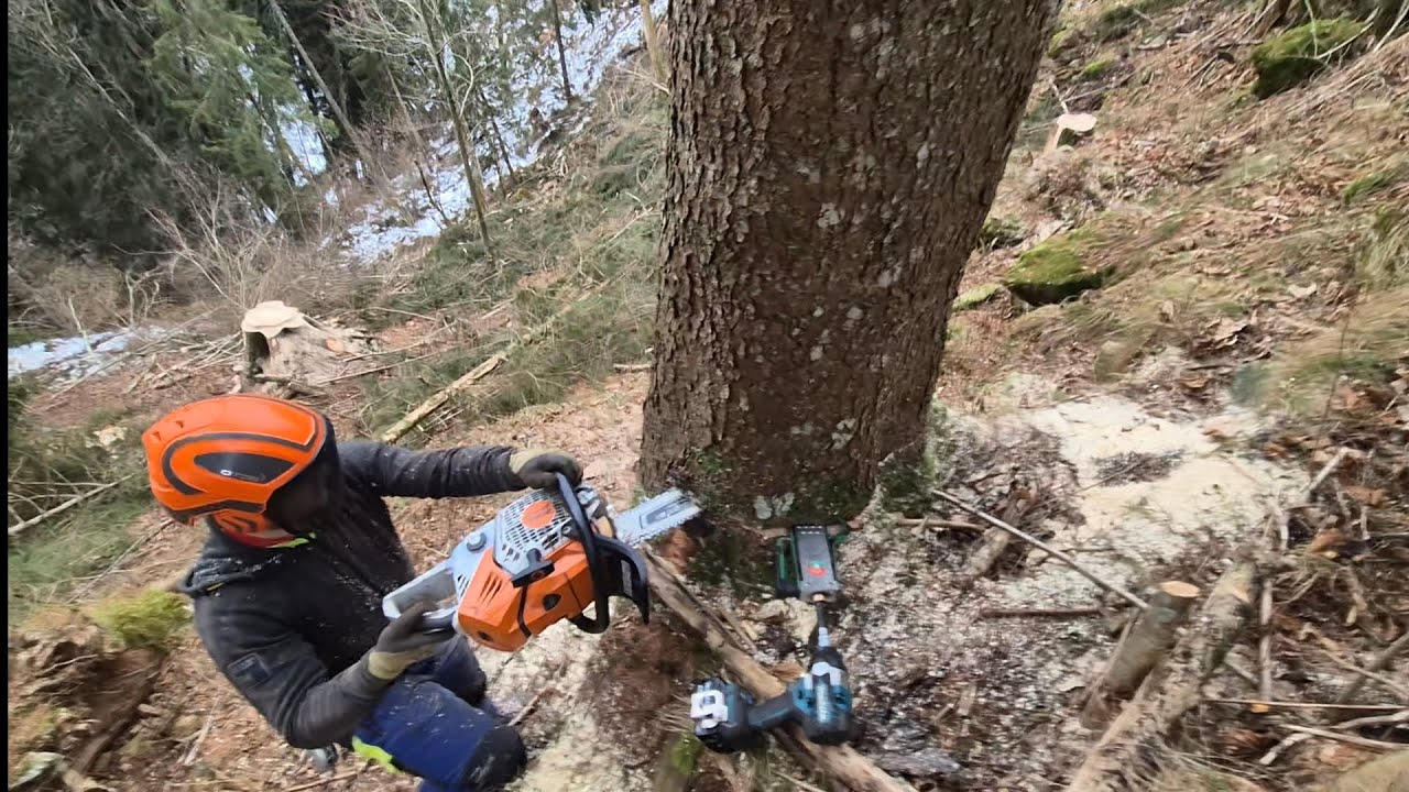 Posek lesa s STIHL MS 500I, TAJFUN 2X55