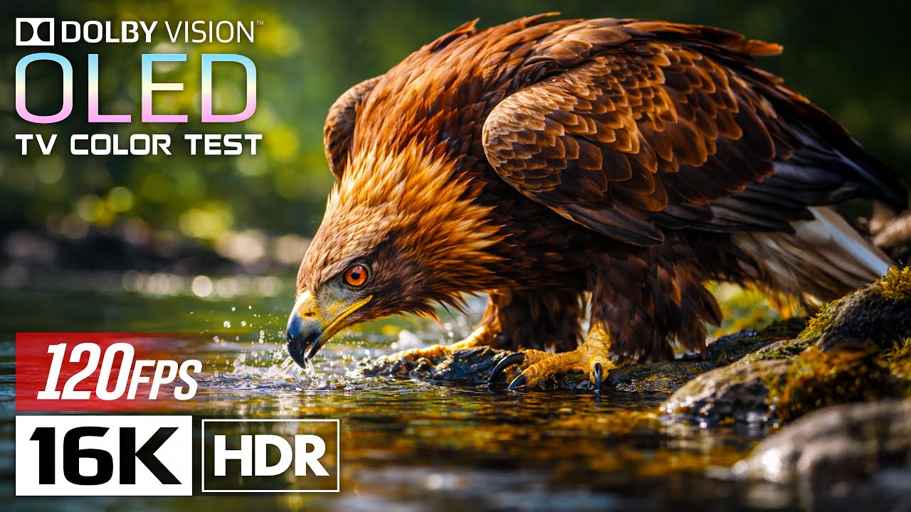 Visual Clarity That Wows — Incredible Dolby Vision 8K HDR Experience