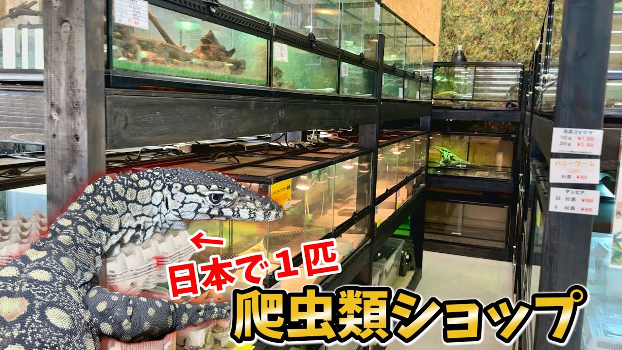 1周年イベントで来店した爬虫類ショップの生体達が圧巻すぎて飼いたい生体がいっぱいいました！特にインドホシガメとレースモニター。