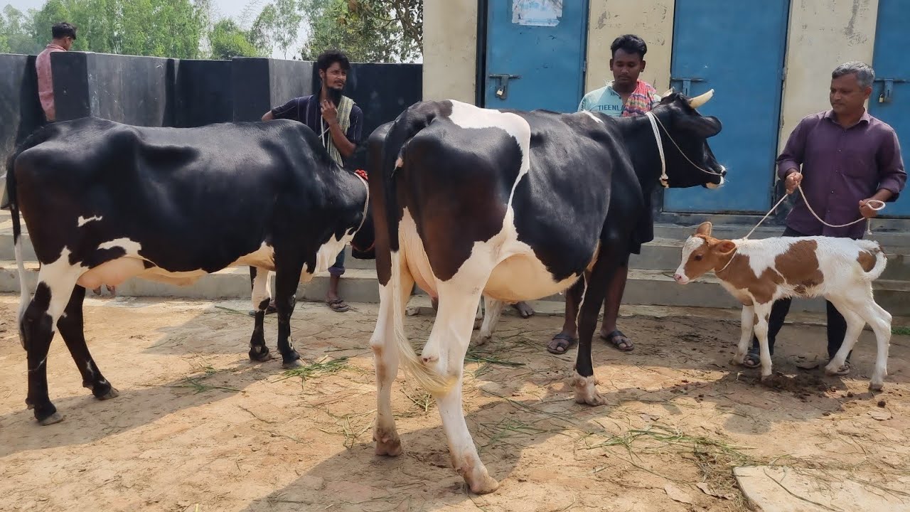 @আজ ১২ মার্চ ২৬ | বাচ্চাসহ ফ্রিজিয়ান গাভী গরুর দাম | রানীগঞ্জ হাট | দিনাজপুর 