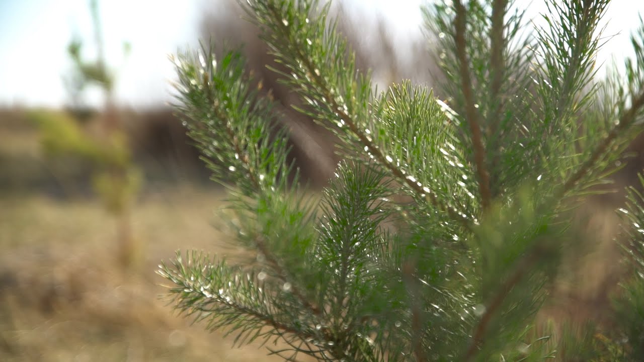 The Great Green Wall of China