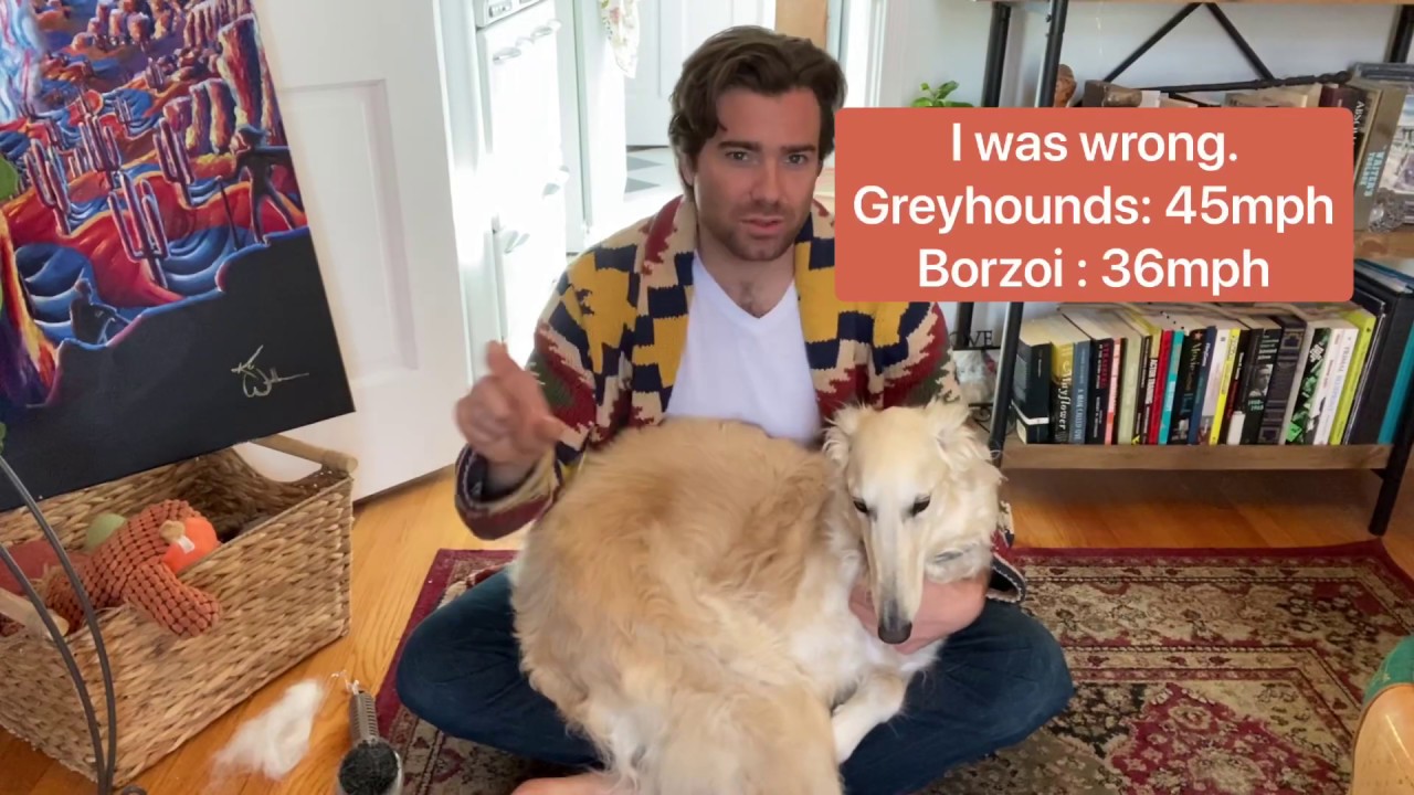 Episode 3 - Grooming, Health, Temperament, Collars - Owning a Borzoi